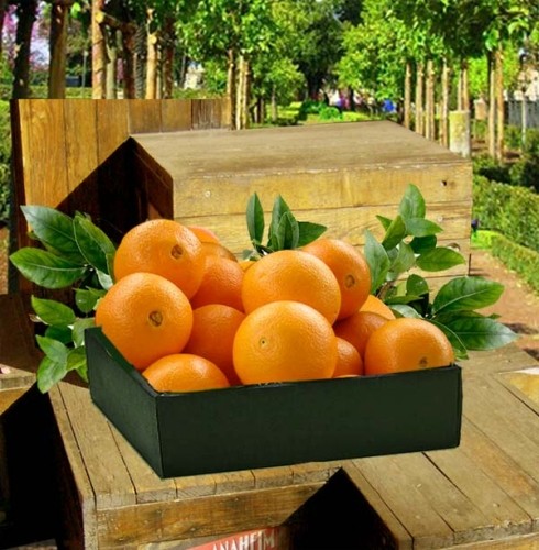 florida oranges gift basket